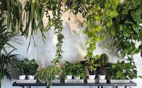 14 Popular Houseplants | Green Fresh Florals + Plants | Green ...