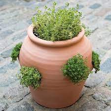 Buy Terracotta Herb Pot Strawberry Pot
