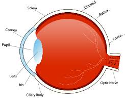 parts of the eye their function