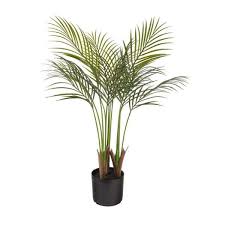 areca palm indoor and outdoor plants