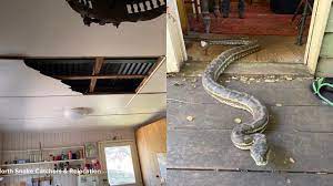 carpet pythons fell through the ceiling
