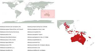 melaleuca myrtaceae biogeography of