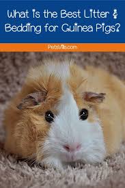 best guinea pig beddings top 3 types
