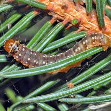 How To Get Rid Of Spruce Budworm