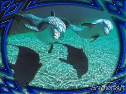 Screensavers Free Downloads Download Free Dolphins