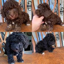 i have two male toy poodle puppies available for rehoming they are both male one is chocolate phantom the