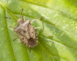 stink bugs with essential oils