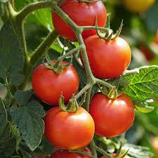 Tips For Growing Tomatoes The Home Depot