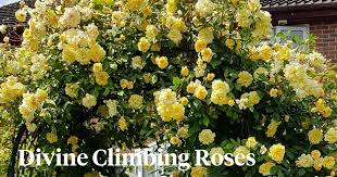 8 Climbing Roses That Ll Make Your