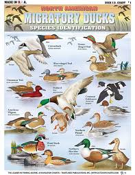 Ducks And Geece Hunting Charts From Tightlines Publications