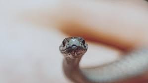 Tetap di sini untuk mempelajari tafsir yang berbeda untuk kasus mimpi ular yang tak terhitung jika ular besar itu adalah perwujudan dari persahabatan sejati, ular kecil itu kebalikannya: 10 Arti Mimpi Menangkap Ular Jangan Cemas Ya Ragam Bola Com