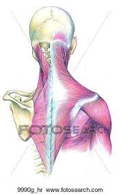 The muscles in the back and sides of the neck also carry a great deal of stress. Head And Neck Muscle And Skeletal Anatomy Posterior View Unlabeled Stock Illustration 9990g Hr Fotosearch