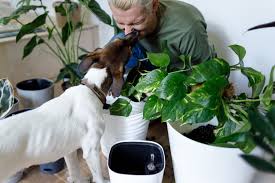plantas no son tóxicas para tu perro