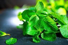 Mint Poisoning In Dogs Signs Causes