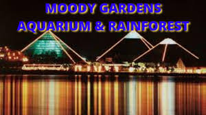 moody gardens aquarium tour moody