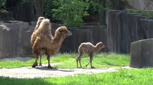 Enjoy exclusive amazon originals as well as popular movies and tv shows. Camel Zooborns