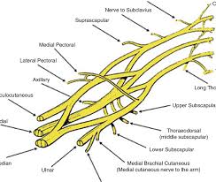Cervical And Thoracic Nerve Roots Form The Brachial Plexus