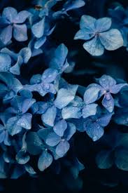 500+ Blue Flower Pictures [HD ...