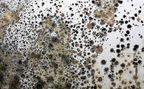 black mold remove carpet cleaning