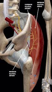 The popliteus muscle at the back of the leg unlocks the knee by rotating the femur on the tibia, allowing flexion of the joint. The Glorious Glutes Muscles Of The Buttocks