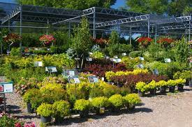 about us redwood falls nursery