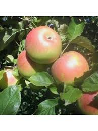 apple ballarat mm102