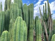 How can you tell if a cactus is San Pedro?