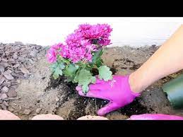 How To Plant Flowers Spring Garden