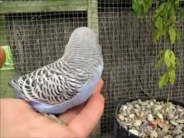 Baby Budgies Growth Stages Youtube