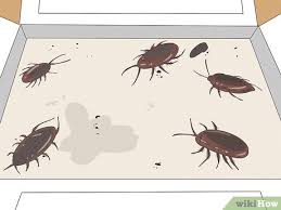 how to get rid of roaches 13 ways to