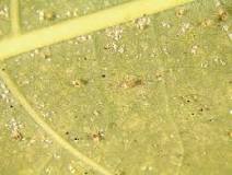 how-long-do-spider-mite-eggs-last