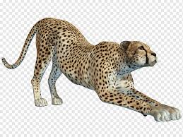cheetah leopard jaguar free hunting