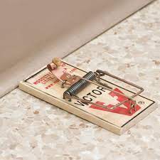 Amazon.com : Victor Traditional Wooden Mouse Trap - 12 Pack : Patio, Lawn &  Garden