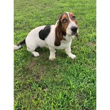 We are a small breeder on 50 acres in beautiful western nc. Female Basset Hound Seven Months Old In Eau Claire Wisconsin Puppies For Sale Near Me