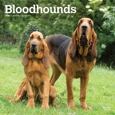 Bloodhounds 2020 12 X 12 Inch Monthly Square Wall Calendar