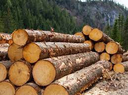 Unde se găsesc cele mai bătrâne păduri din România: Dâmboviţa, cu o medie de 270 de ani, Caraş-Severin - 235 de ani, Arad - 230 de ani. 120.000 de hectare de păduri