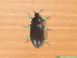 3 Ways To Identify Beetles Wikihow