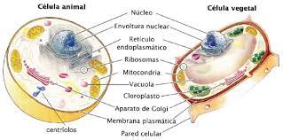 célula y vegetal de biología