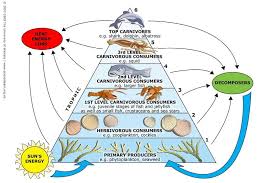 Marine Food Webs Science Learning Hub