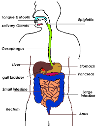 physiology of human digestion and