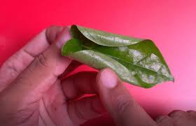 leaf curling or folding how to