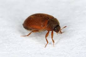 extermination of carpet beetle in montreal