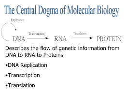 Central Dogma And Protein Synthesis