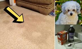 how to remove pet urine stain odor