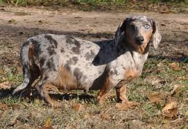 miniature dachshund puppies