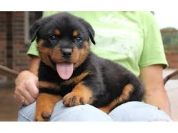 =) see more of sacramento puppies and dogs for adoption on facebook. Super Gorgeous Rottweiler Puppies For Sale Animals Sacramento California Announcement 33194