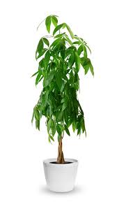 The jade (commonly known as the money plant) and the other is pachira aquatica (commonly known as the money tree). Money Tree Care Essential Growing Tips