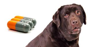 Peak concentrations of cephalexin are reached one hour after dosing; Cephalexin For Dogs How It Works Side Effects And Dosage