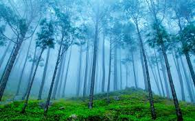 Free download Uttarakhand Pines Bing ...