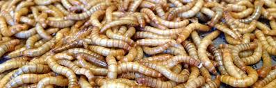 raising mealworms 7 easy steps to